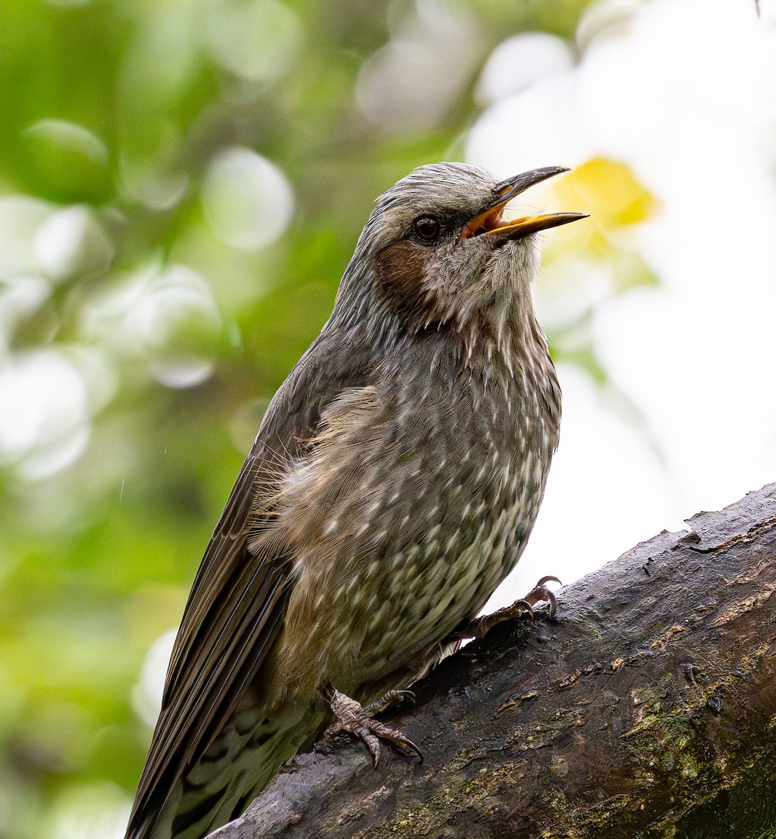 Brown-eared Bulbul - ML643129303