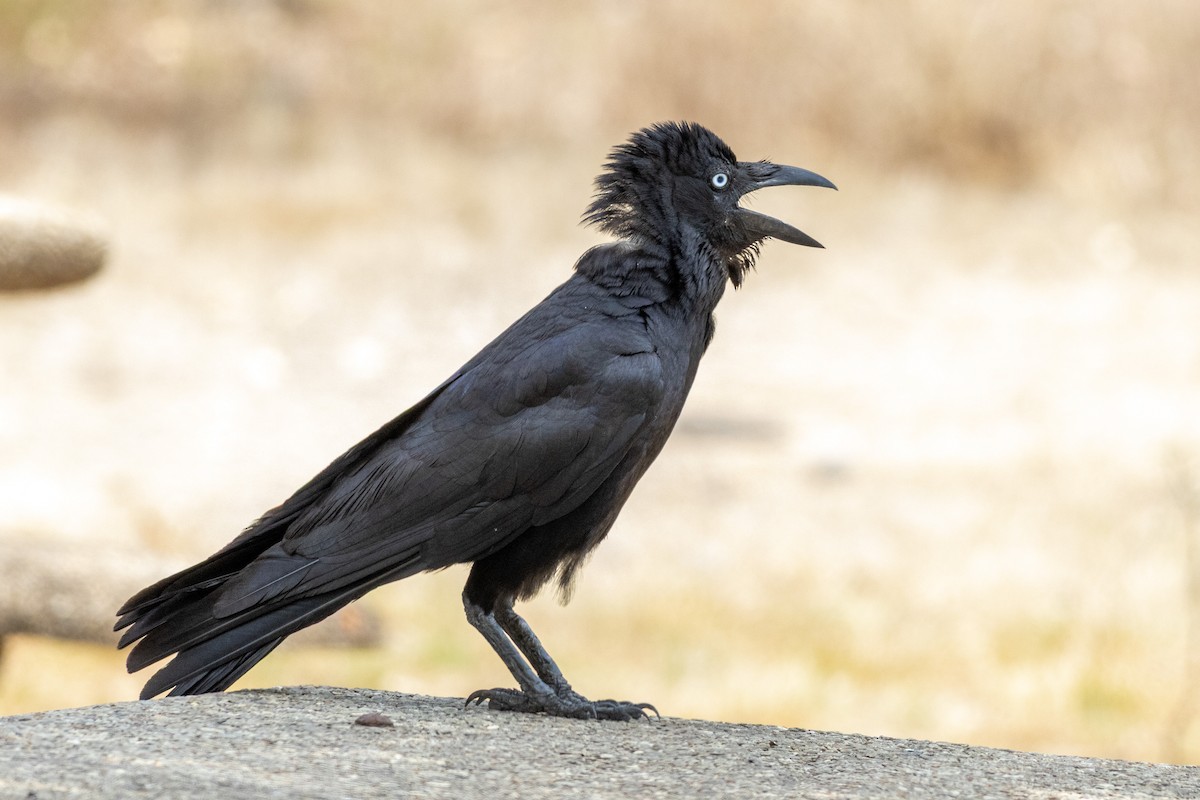 Corbeau de Torres - ML643129305