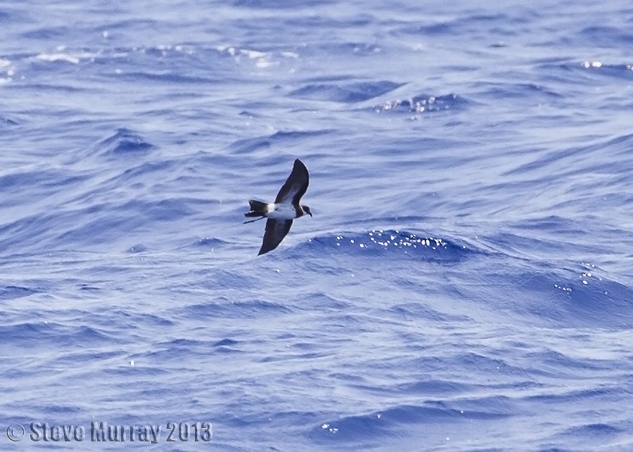 Polynesian Storm-Petrel - Stephen Murray