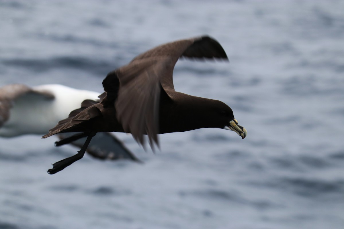 White-chinned Petrel - ML643129314