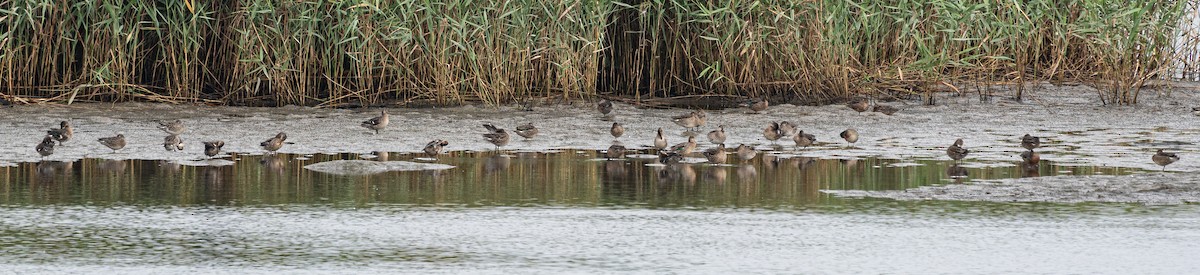 Green-winged Teal (Eurasian) - ML643129367