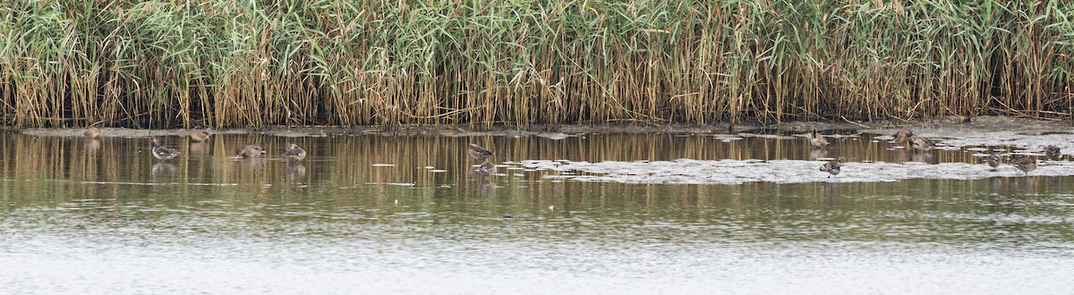 Green-winged Teal (Eurasian) - ML643129368