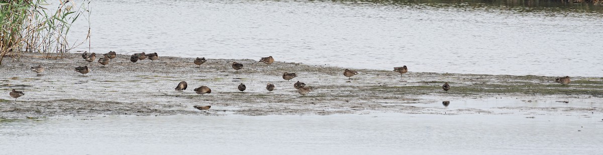 Green-winged Teal (Eurasian) - ML643129369