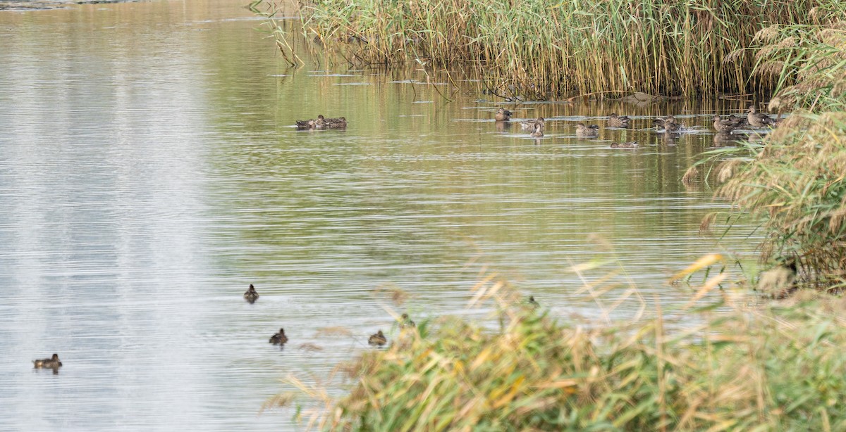 Green-winged Teal (Eurasian) - ML643129370