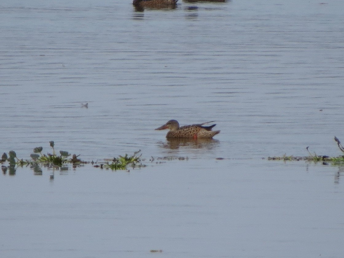 Northern Shoveler - ML643129371