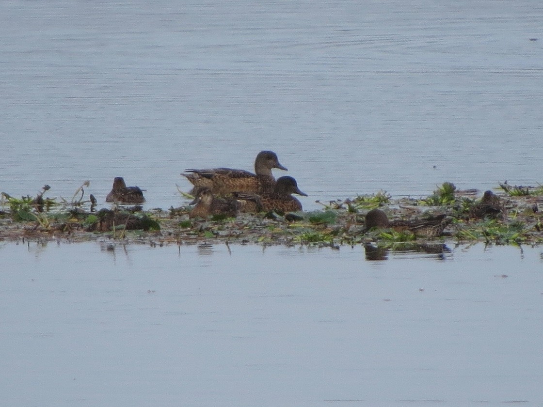 Falcated Duck - ML643129375