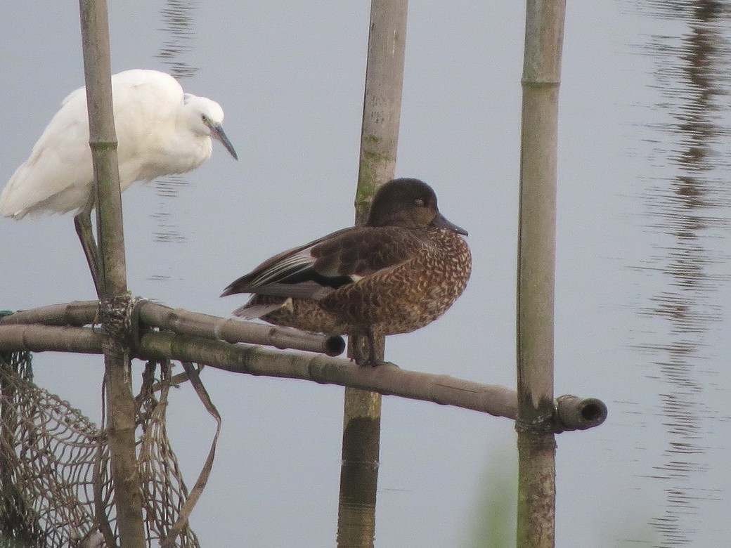 Falcated Duck - ML643129376