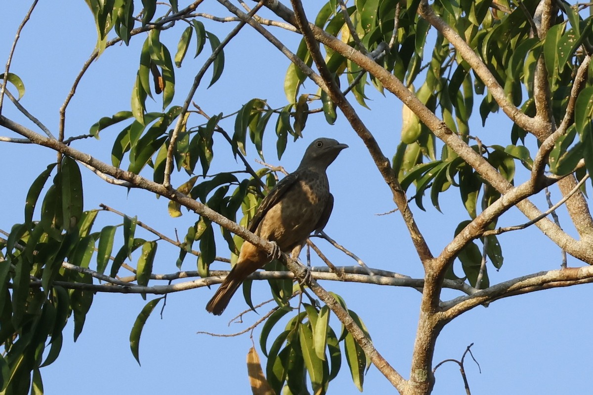 Plum-throated Cotinga - ML643129377