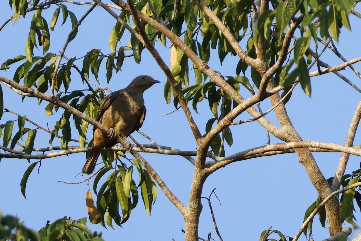 Plum-throated Cotinga - ML643129378