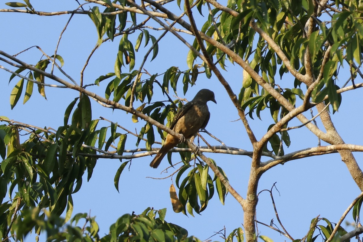 Plum-throated Cotinga - ML643129379