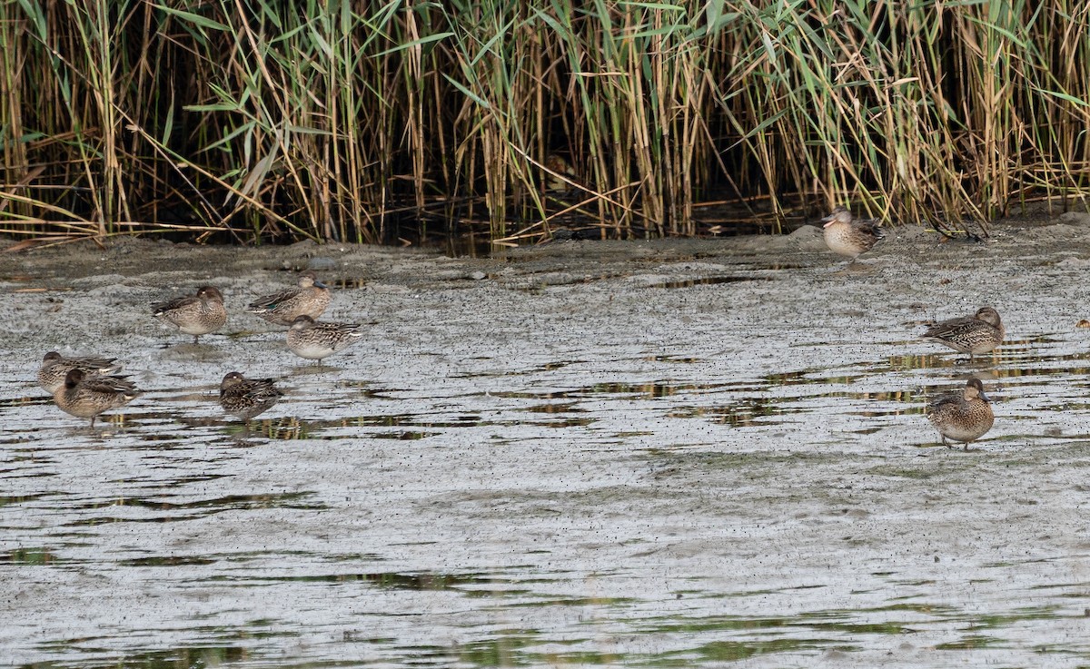 Green-winged Teal (Eurasian) - ML643129380