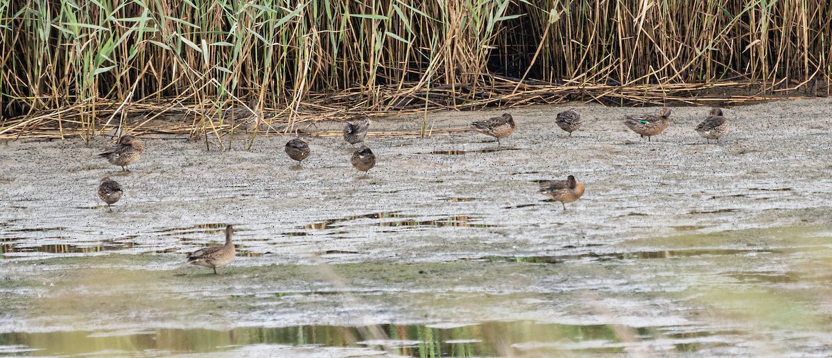 Green-winged Teal (Eurasian) - ML643129381