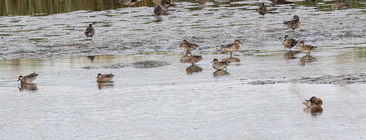 Green-winged Teal (Eurasian) - ML643129382