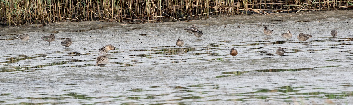 Green-winged Teal (Eurasian) - ML643129383