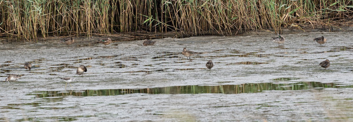Green-winged Teal (Eurasian) - ML643129384