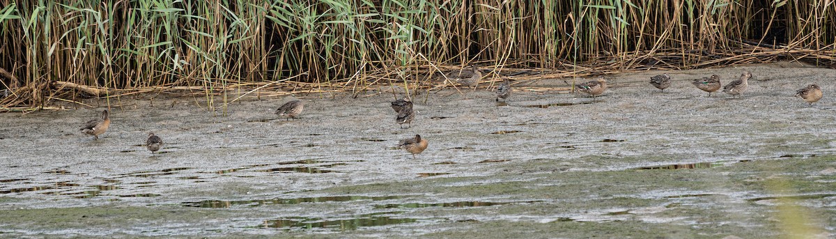 Green-winged Teal (Eurasian) - ML643129385