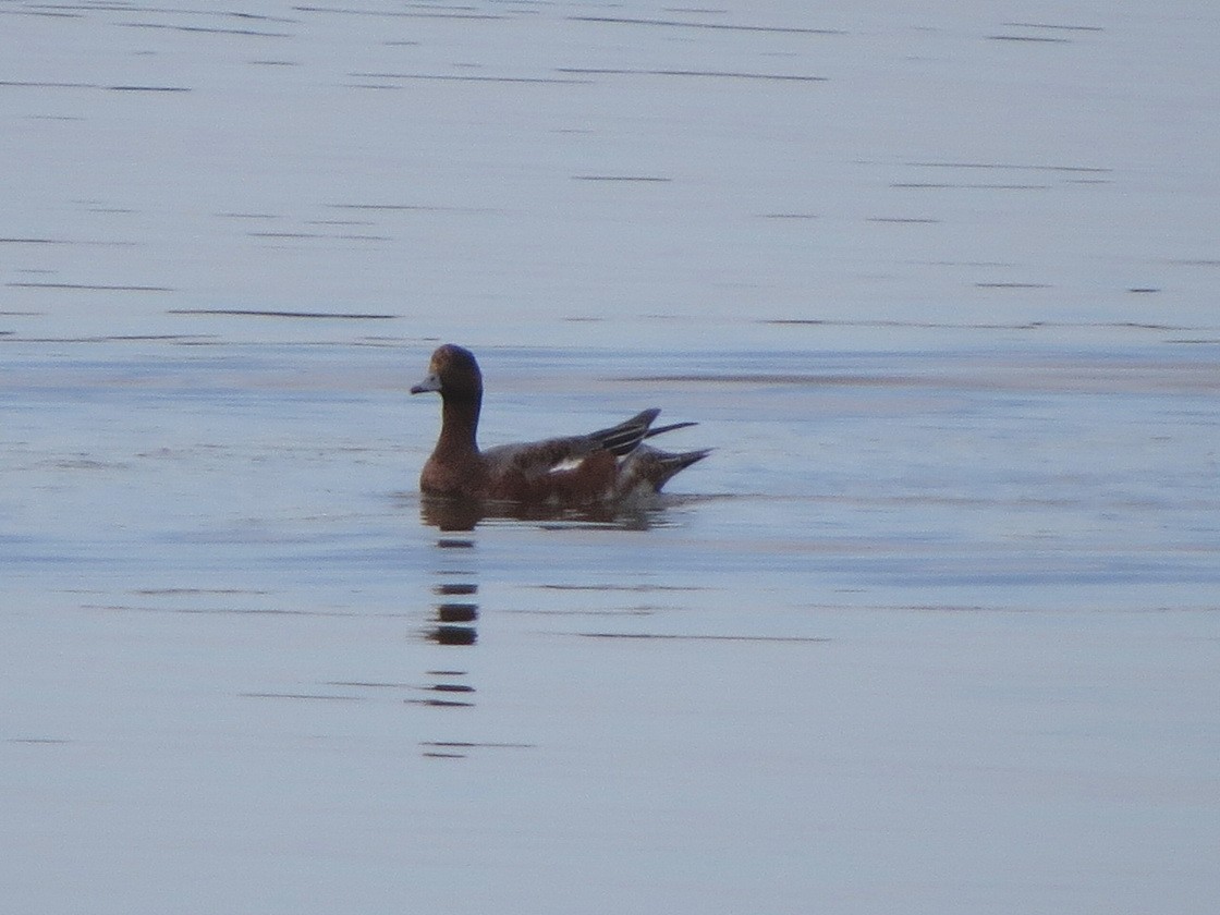 Eurasian Wigeon - ML643129386