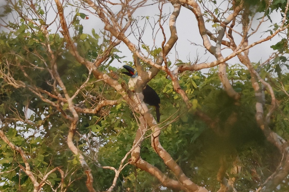 White-throated Toucan - ML643129388