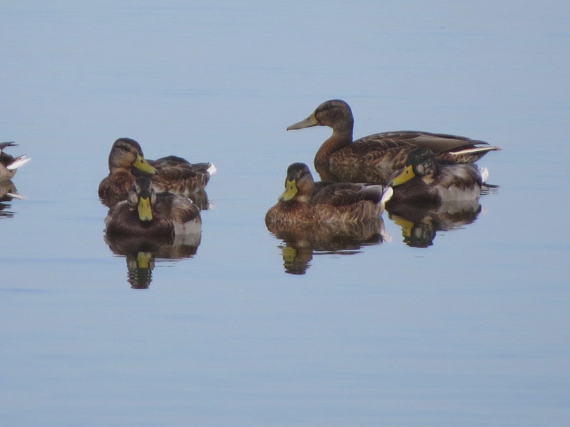 Mallard - ML643129390