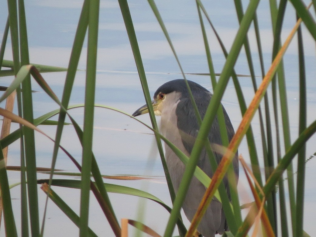 Black-crowned Night Heron - ML643129394