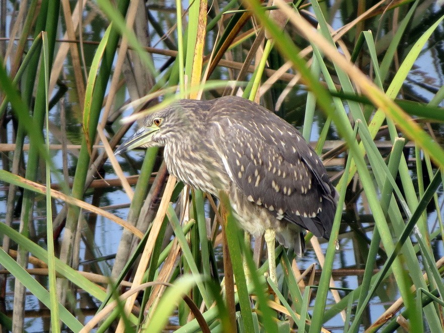 Black-crowned Night Heron - ML643129396
