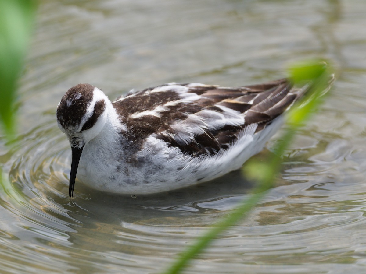 Red-necked Phalarope - ML643129397