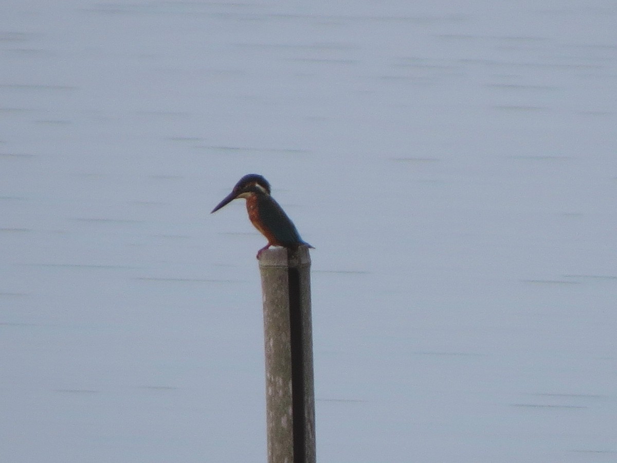 Common Kingfisher - ML643129406