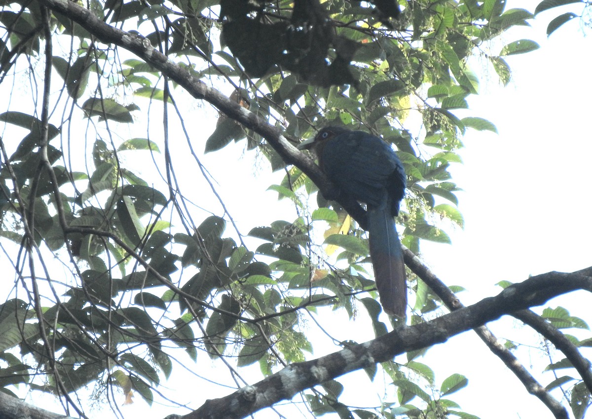Chestnut-breasted Malkoha - ML643129409