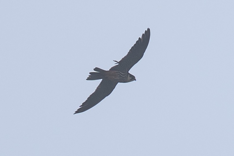 Eurasian Hobby - ML643129412
