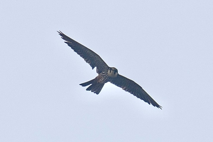 Eurasian Hobby - ML643129413