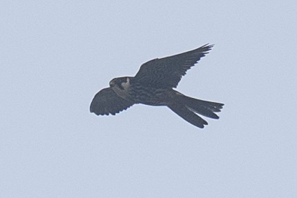 Eurasian Hobby - ML643129414