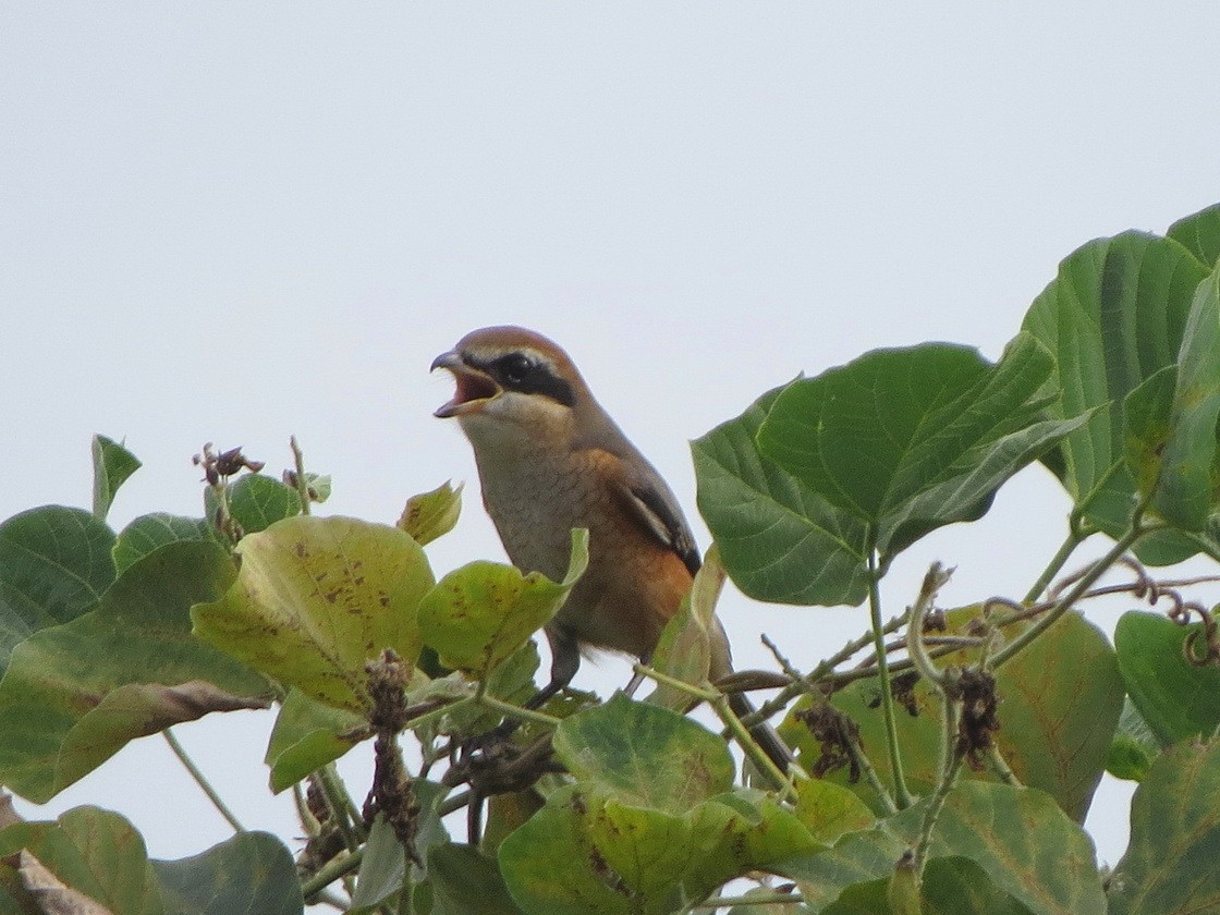 Bull-headed Shrike - ML643129416
