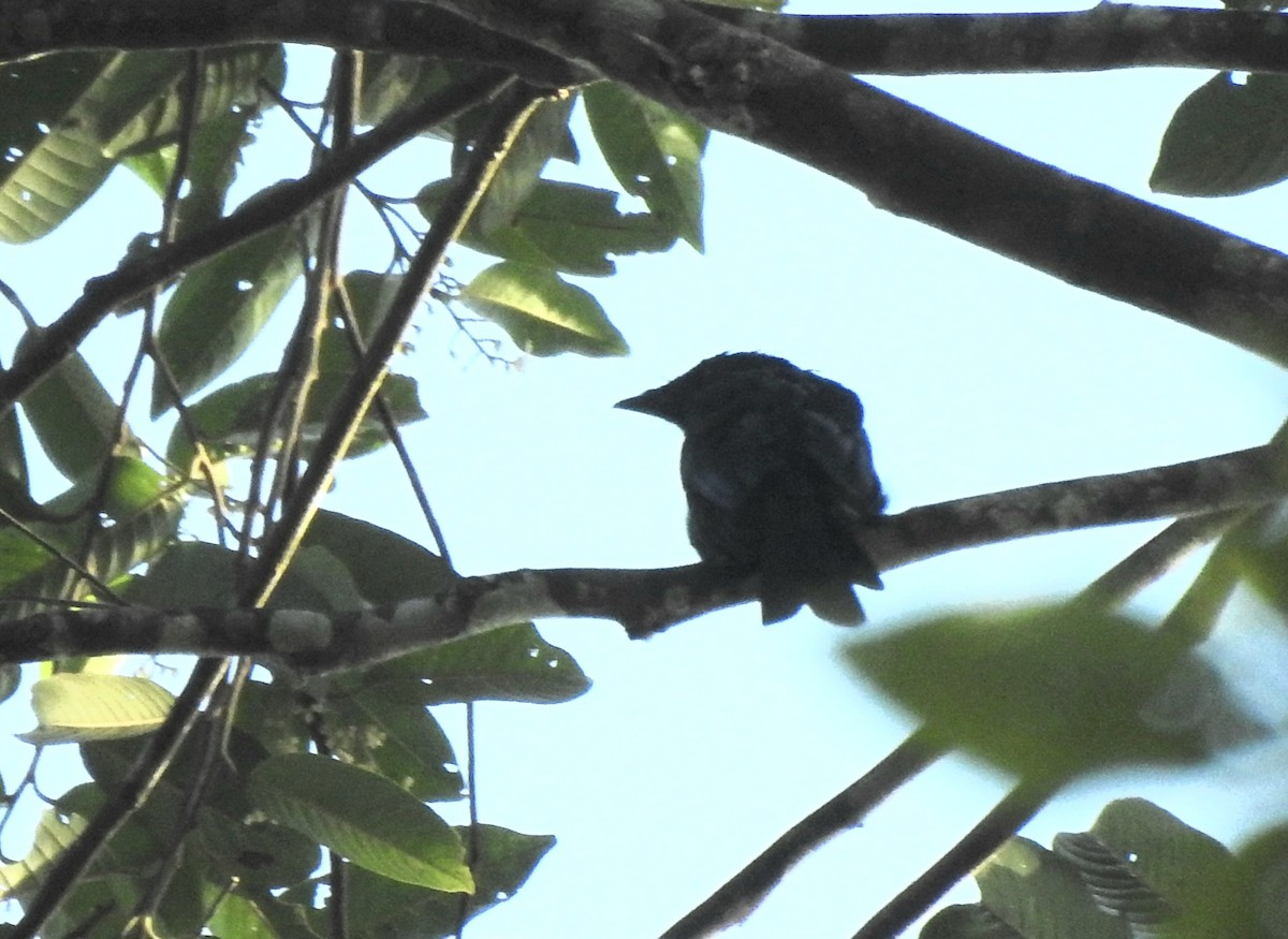 Bronzed Drongo - ML643129437