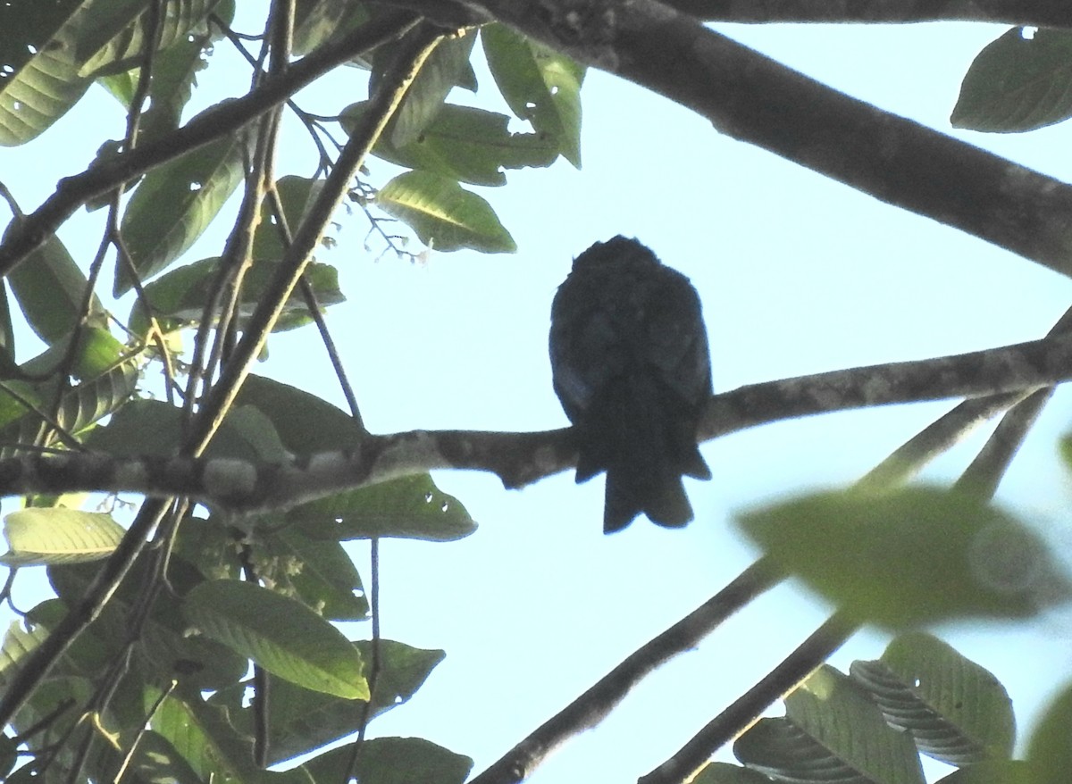 Bronzed Drongo - ML643129438