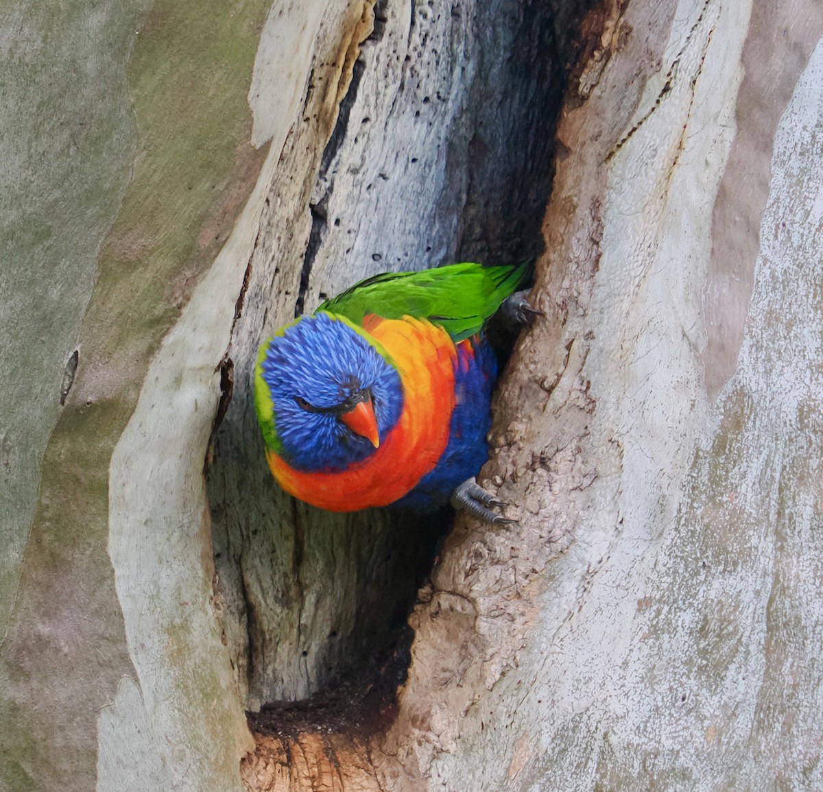 Rainbow Lorikeet - ML643129456