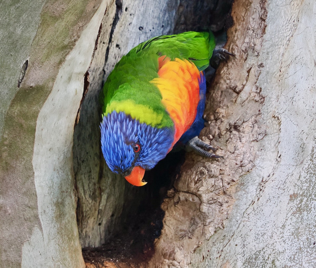 Rainbow Lorikeet - ML643129457