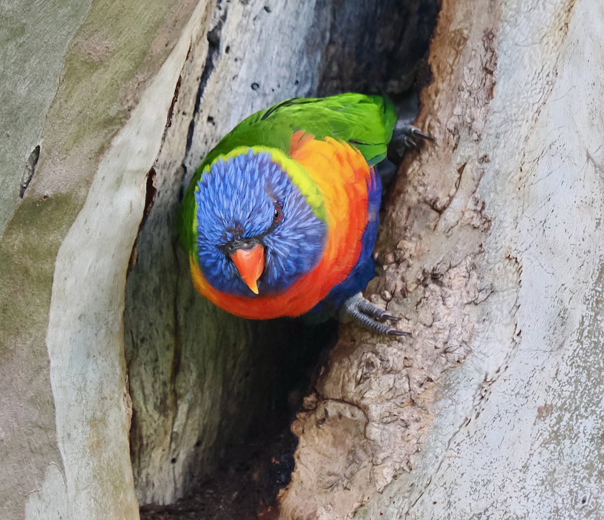 Rainbow Lorikeet - ML643129458
