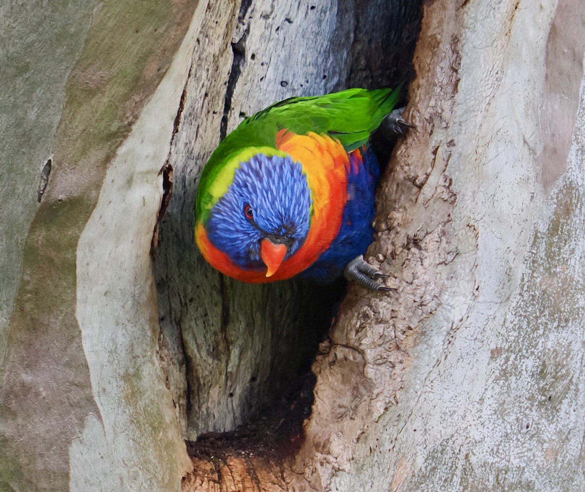 Rainbow Lorikeet - ML643129459