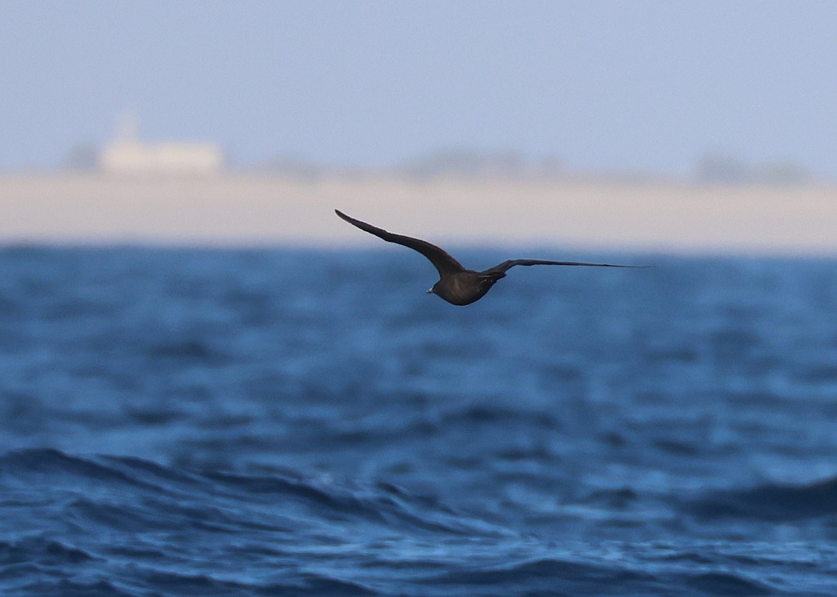 Бэсрэг хайлгана - ML643129466