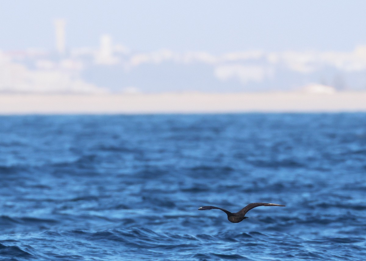 Бэсрэг хайлгана - ML643129475