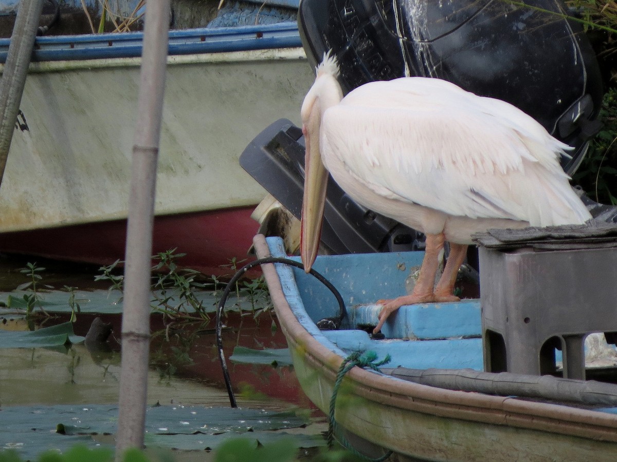 Great White Pelican - ML643129477