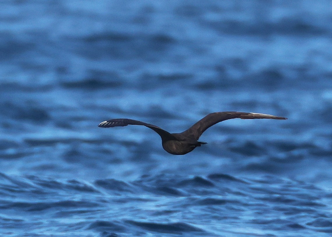 Бэсрэг хайлгана - ML643129478