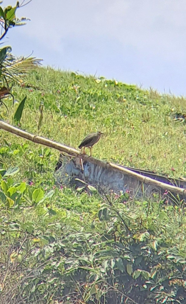 Little Heron - ML643129488