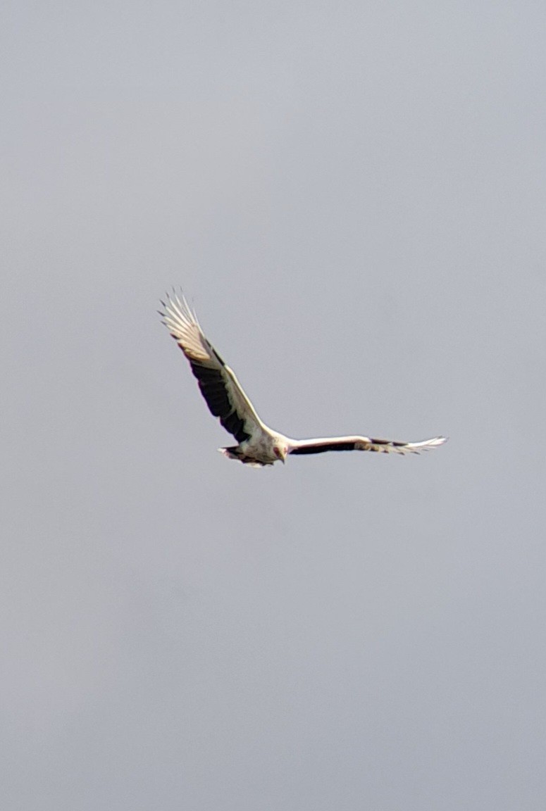 Palm-nut Vulture - ML643129491