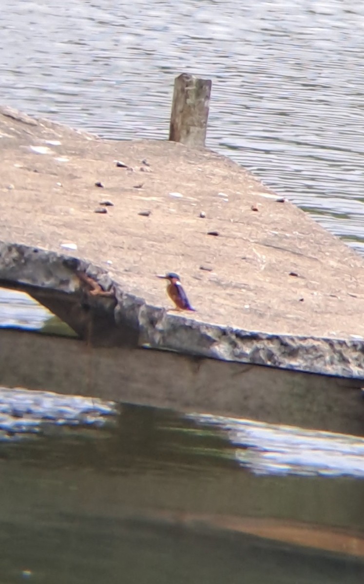 Malachite Kingfisher - ML643129494
