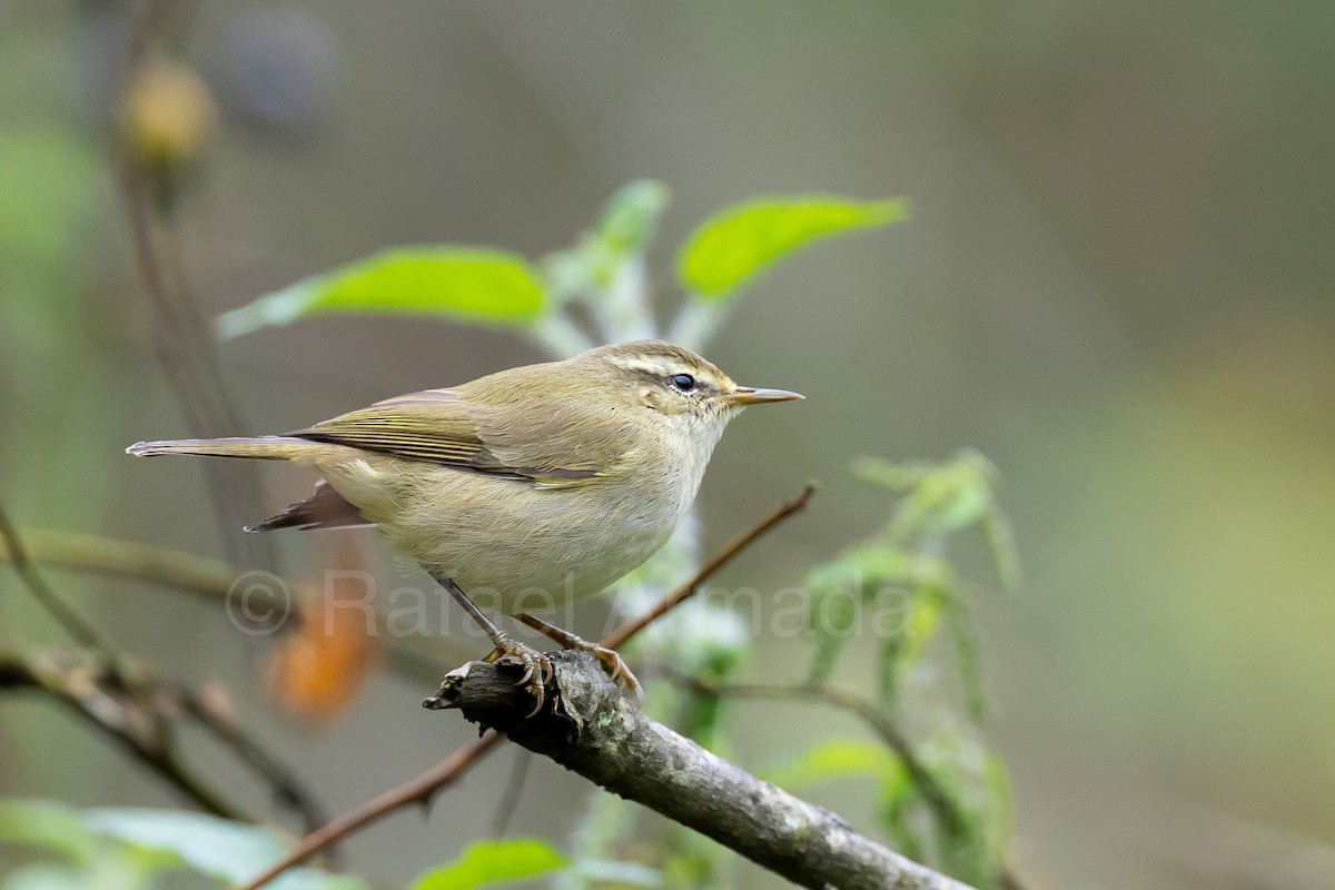 Tytler's Leaf Warbler - ML643129517