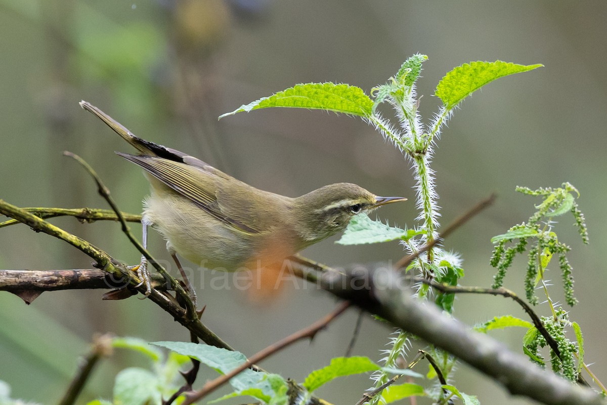 Tytler's Leaf Warbler - ML643129518