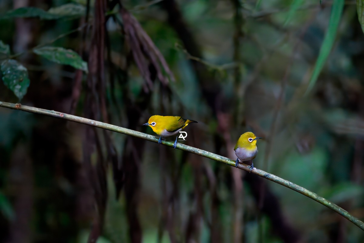 Warbling White-eye - ML643129520