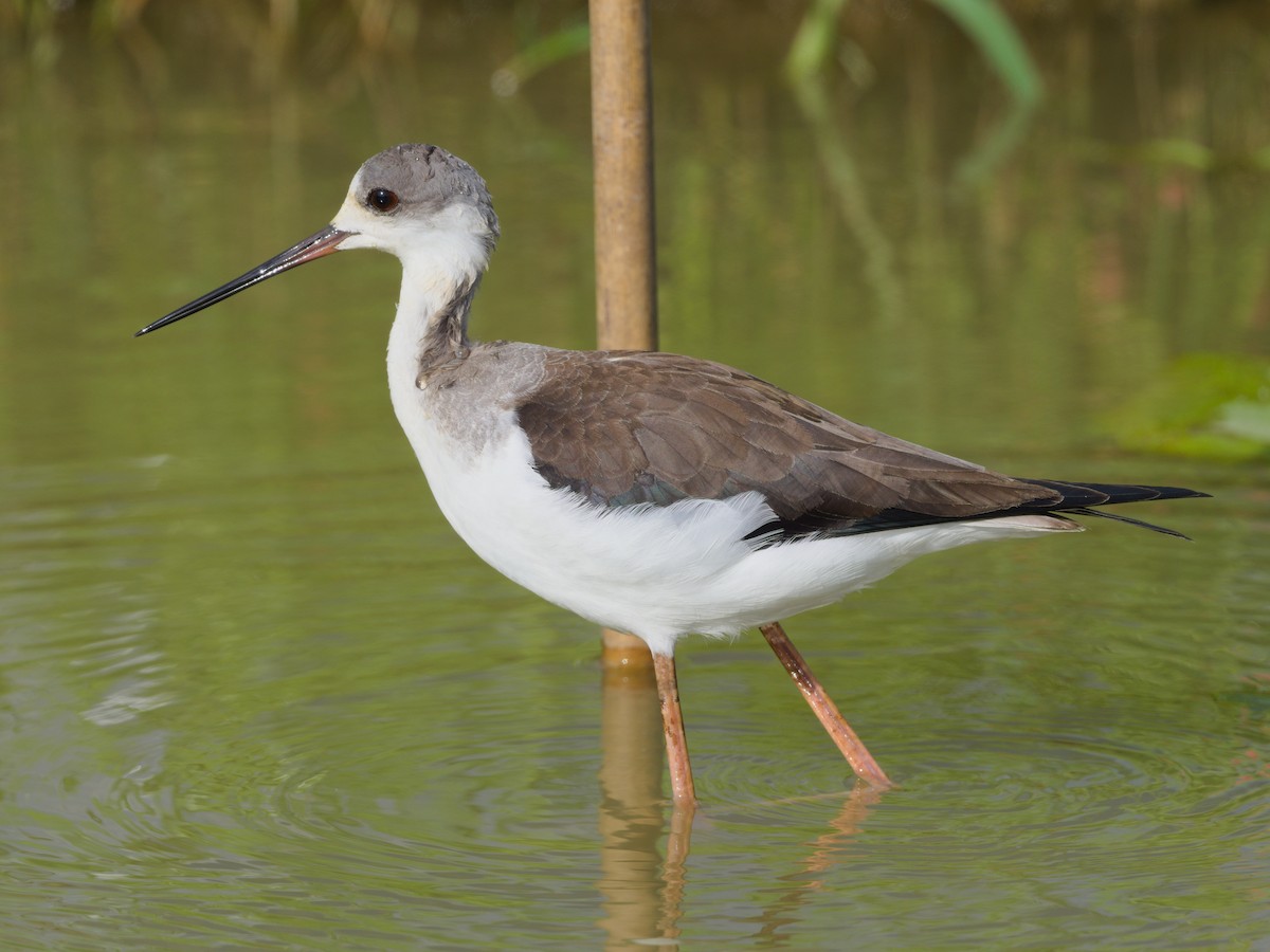 Эгэл хилэн жигүүр - ML643129531