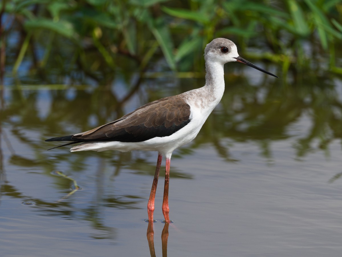 Эгэл хилэн жигүүр - ML643129532